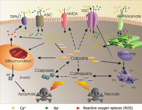Apoptosis vs. Necrosis